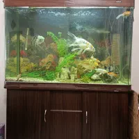 آکواریوم در حد نو
