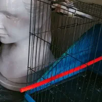 سهره طلایی|پرنده|قزوین, |دیوار