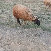بره ماده چاق
