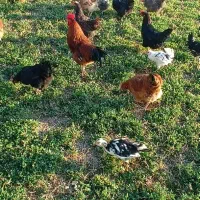 فروش فوری مرغ و خروس|حیوانات مزرعه|معصومیه, |دیوار