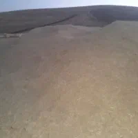 حدود ۲۰تن کاه گندم درجه ۱نرم