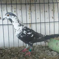 کبوتر پلاکی سینه سفید ماده