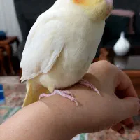 عروس هلندی|پرنده|بندر انزلی, نیمه شعبان|دیوار