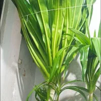 گلسوسن|گل و گیاه طبیعی|مهریز, |دیوار