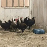 نیمچه مرغ و خروس عربی