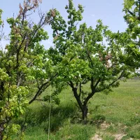 400 متر باغچه( مشهدقلی)