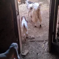 2عدد بز پاکستانی بزغاله عالی از همه نظر|حیوانات مزرعه|خلیل آباد, |دیوار