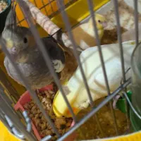 جوجه.عروس هلندی دستی تازه دونخورخوشگل ۳تا