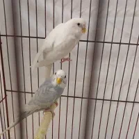 مرغ عشق رینبو|پرنده|رودسر, |دیوار