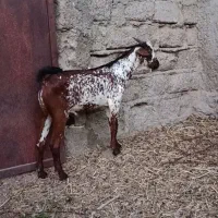 جفت نر و ماده بنگالوک