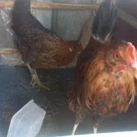 مرغ وخروس اصیل محلی|حیوانات مزرعه|اندیمشک, |دیوار