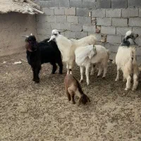 سلام  ۴ بزغاله     دارم  برای فروش