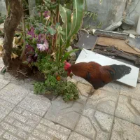 خروس