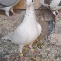 کفتر عالی|پرنده|تربت جام, میان جام|دیوار