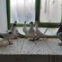 تعدادی کفتر یا پرنده نر