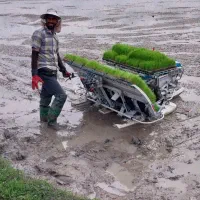 نشا برنج دستگاه کوبوتا۶ردیف