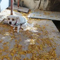 سگ آپارتمانی درجه یک|سگ|زرندیه, |دیوار