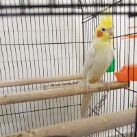 پرنده