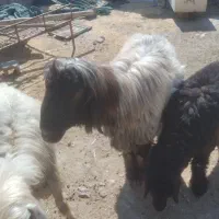 فروش قوچ بختیاری