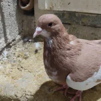 کبوتر شهری سرخ ویال زرد|پرنده|شیراز, شاهجیان|دیوار