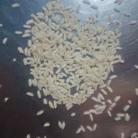 فروش برنج چمپا درجه 1 با آبیاری چاه