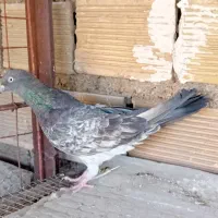 کبوتر 8عدد سالم سرحال دم درخونه تحویل میگیری|پرنده|اهواز, کمپلو جنوبی|دیوار