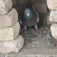 کبوتر|پرنده|سوسنگرد, |دیوار