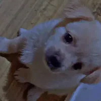 توله سگ پامر روباهی|سگ|باغستان, |دیوار