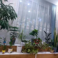 استند گل|گل و گیاه طبیعی|یزد, |دیوار