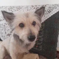 واگذاری سگ تربیت شده