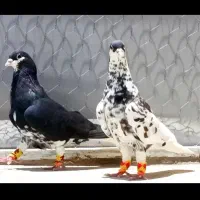 نروماده شهری سیاه یال گلدار کفتر کبوتر جهرم