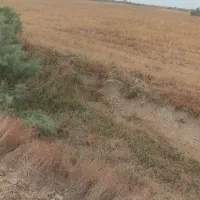 فروش زمین کشاورزی باسندتکبرگ مناسب برای مرغداری|فروش زمین و ملک کلنگی|بهشهر, |دیوار