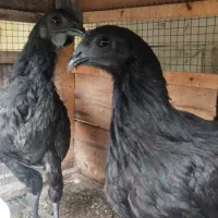 تخم مرغ و خروس ایام سمانی ضمانتی|حیوانات مزرعه|تهران, فرحزاد|دیوار