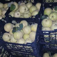به درجه یک|خوردنی و آشامیدنی|شیراز, لاله|دیوار