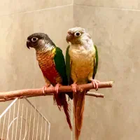 جفت گرینچیک