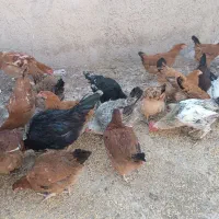 جوجه خروس ومرغ جوان 7ماهه 290هزار ویک جفت غازخرامه|حیوانات مزرعه|شیراز, سعدیه جنوبی|دیوار
