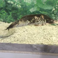 کت آفریقایی