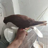 یک سرخ دمسفید رنگ خونی خشگل نر چینگ سفید