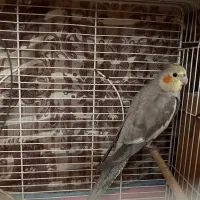 ۳عدد عروس هلندی بالغ|پرنده|آستارا, |دیوار