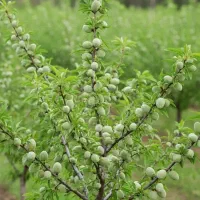 خرید نهال از یه شرکت معتبر همراه با ضمانت|خدمات باغبانی و درختکاری|ملایر, |دیوار