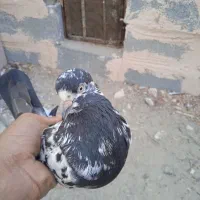 کبوتر پرشی