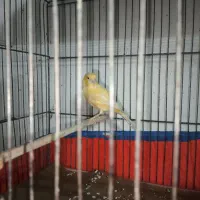 قناری نر اماده|پرنده|اصفهان, شاه پسند|دیوار