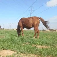 مادیون آبستن سنگین