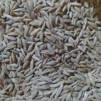 جو فروشی دارم قیمت 380