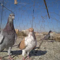 بدرنگ باهفت رنگ جفت شیشصدحراج