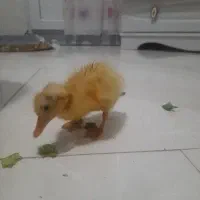 جوجه اردک بامزه