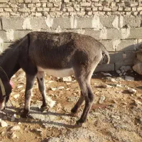 الاغ|حیوانات مزرعه|چوار, |دیوار