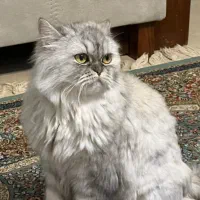 پرشین کلاسیک|گربه|پرند, فاز ۴|دیوار