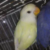 کوتوله فول فول دستی