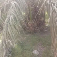 همشان خوب  تضمینی هستن پاجوش.